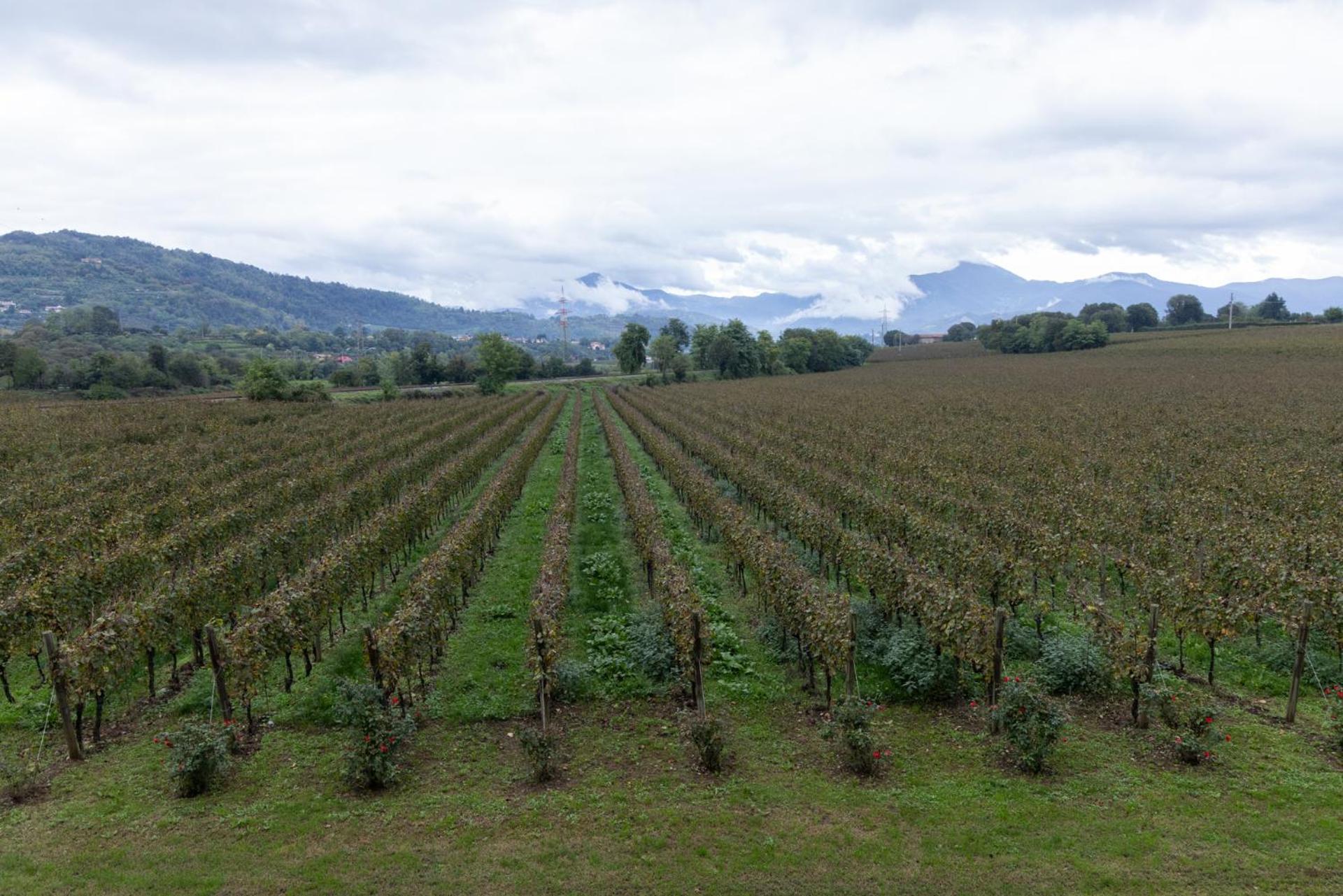 Agriturismo Ripa Del Bosco Capriolo Luaran gambar